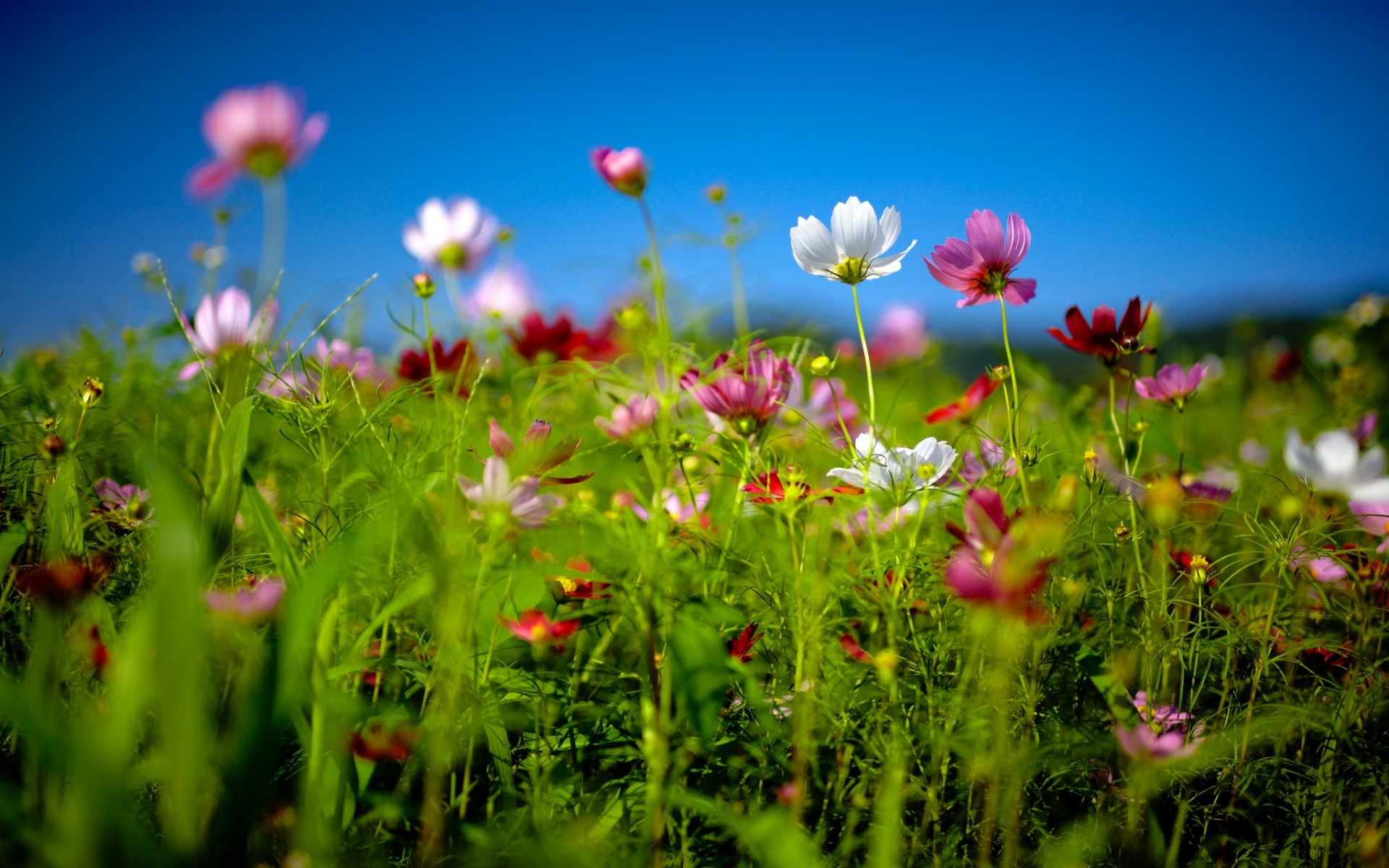 Zagarolo in Fiore 2015 vi aspetta!